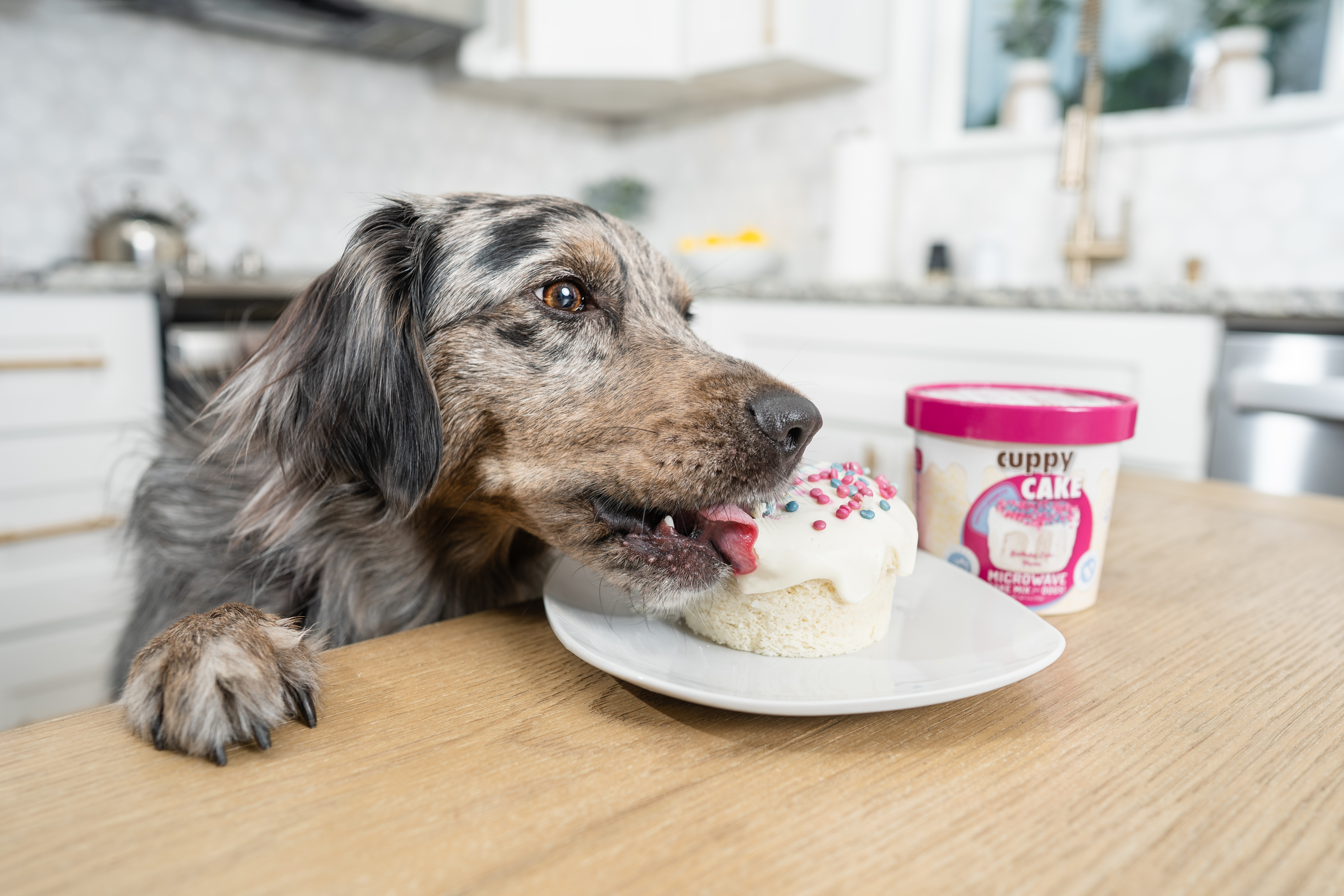 Happy dog with birthday treats